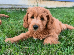 Adorable Male Mini Goldendoodle Puppy