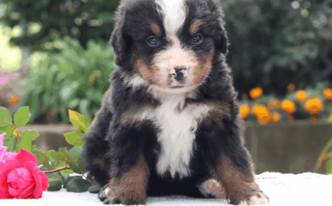 Adorable Male Bernese Mountain Puppy