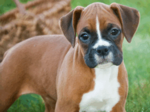 Adorable Female Boxer Puppy for Sale