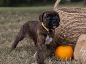 Adorable Female Boxer Puppy for Sale