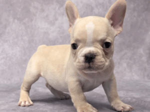 Cute Male French Bulldog Puppy