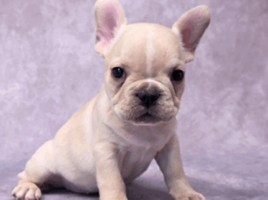 Adorable Female French Bulldog Puppy