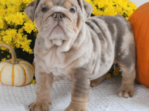 Beautiful Female English Bulldog Puppy