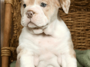 Adorable Female English Bulldog Puppy