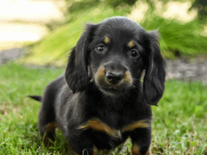 Sweet Mini Dachshund Puppy – Remy