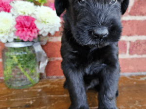 Buster – Champion Bloodline Giant Schnauzer