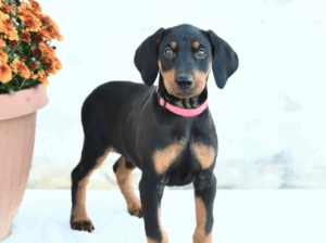 Flora – Sweet Female Doberman Puppy