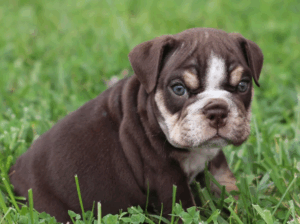 Buster – Special Needs English Bulldog Pup