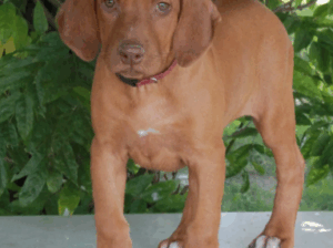 Rhodesian Ridgeback Girl – 15 Weeks