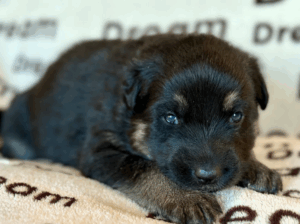 Male German Shepherd Puppy in Alaska 🐕