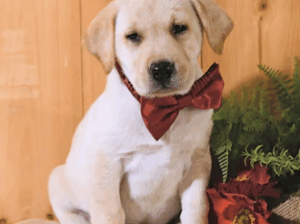 Male Labrador Retriever Puppy – MI 🐶