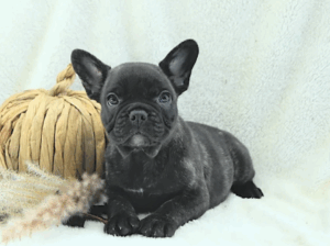 Adorable Male French Bulldog Puppy 🐶