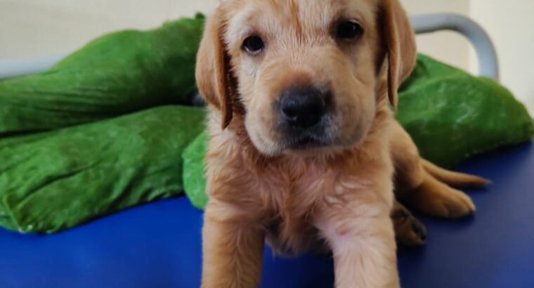 double bone female labrador puppies