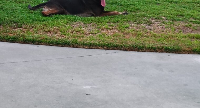 Belgian malinois puppies