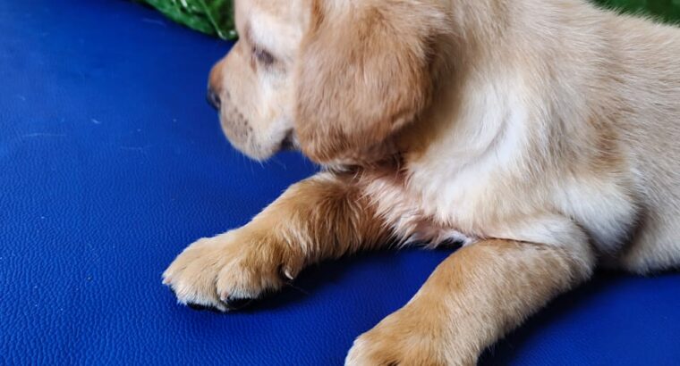 double bone female labrador puppies