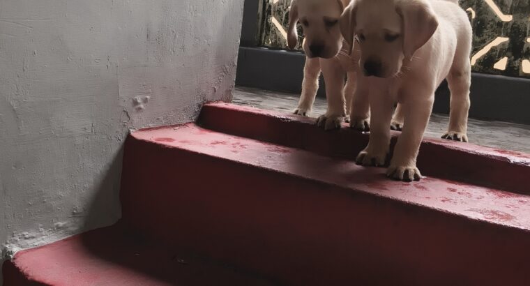 double bone female labrador puppies