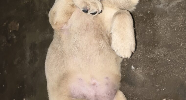 double bone female labrador puppies