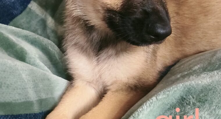 rehoming German shepherd puppies