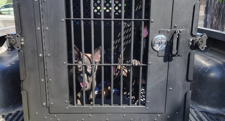 Belgian malinois puppies