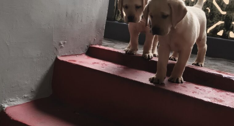 double bone female labrador puppies