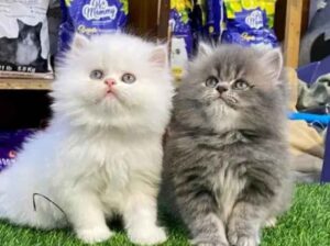 All cat’s selling available all India over ho