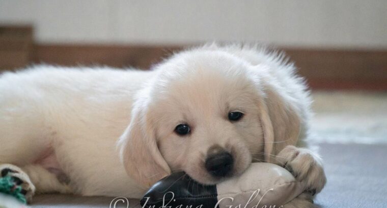 English Cream Golden Retriever: for Loving Homes