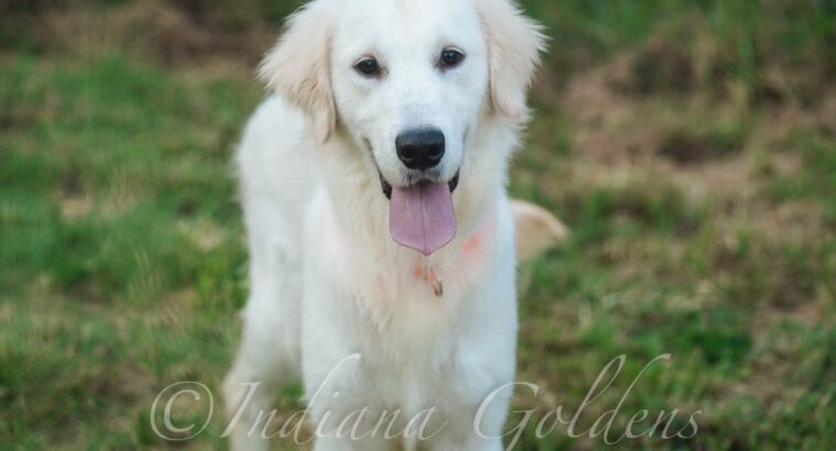 English Cream Golden Retriever: for Loving Homes