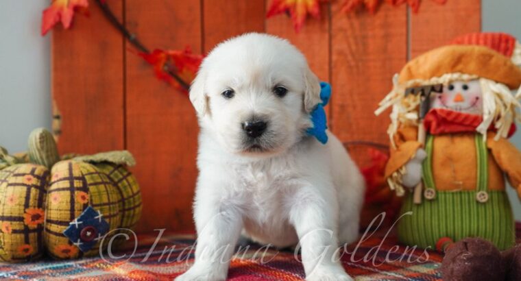 English Cream Golden Retriever Puppies for Sale