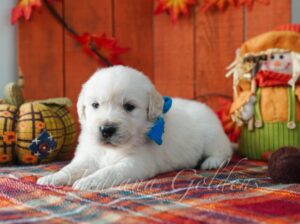 English Cream Golden Retriever Puppies for Sale