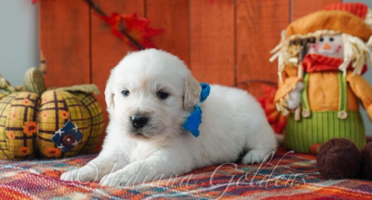 English Cream Golden Retriever Puppies for Sale