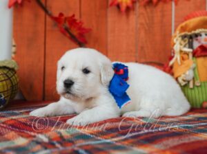 English golden retriever puppies Indiana
