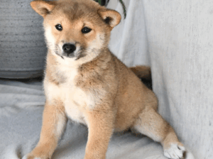 Adorable Shiba Inu Puppy – Sandy 🐕💛