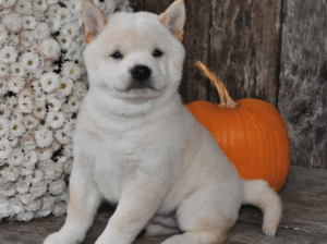 Playful Shiba Inu Puppy – Jasper 🐕✨