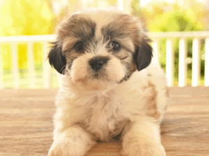 Cute Female Teddy Bear Puppy 💖