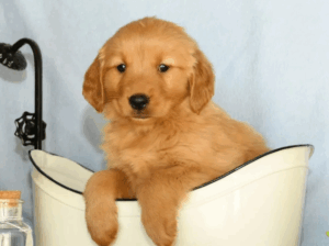 Adorable Female Golden Retriever Puppy 💛🐾