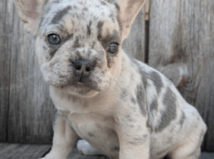 Cute French Bulldog Puppy – Female 💕🐾
