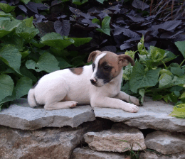 Playful Jack Russell Terrier Puppy 🐶💚