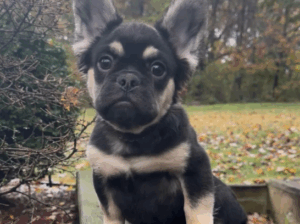 Fluffy Male French Bulldog Puppy 💙