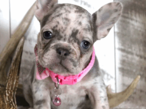 Beautiful Female French Bulldog Puppy