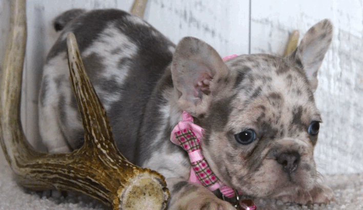 Beautiful Female French Bulldog Puppy