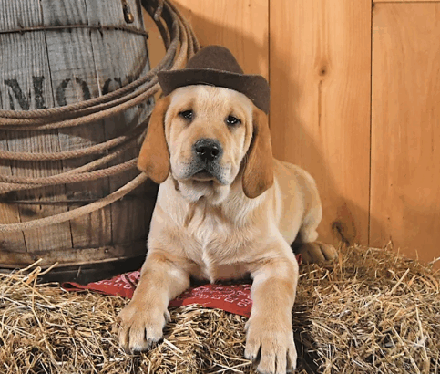 Pumpkin – Labrador Retriever Puppy in Stanton, MI
