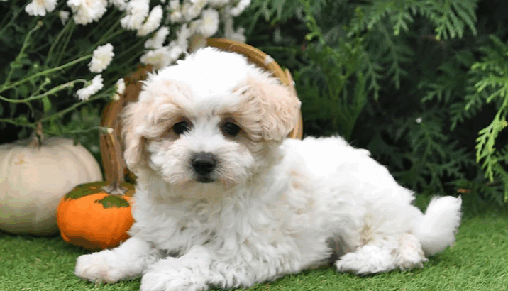 Prince – Maltipoo Puppy in Millersburg, OH