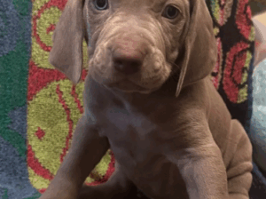 Weimaraner Puppy – Mount Joy, PA