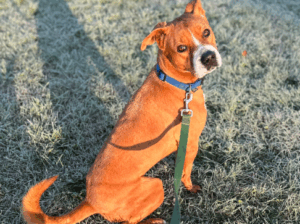 Charlie – Loving Lab & Boxer Mix for Adoption