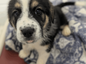 Casserole – Playful Australian Shepherd Puppy