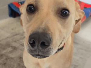 Peanut – Lovely Labrador Retriever Adult