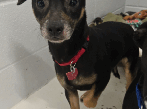 Fezco – Energetic Terrier Adult