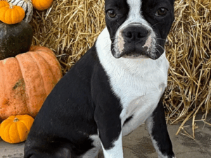 Bowser – 7-Month-Old Male Boston Terrier