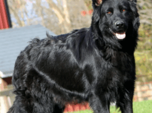 Elly – 2-Year-Old German Shepherd