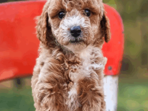 Cute Miniature Poodle Puppy – Female, 7 Weeks